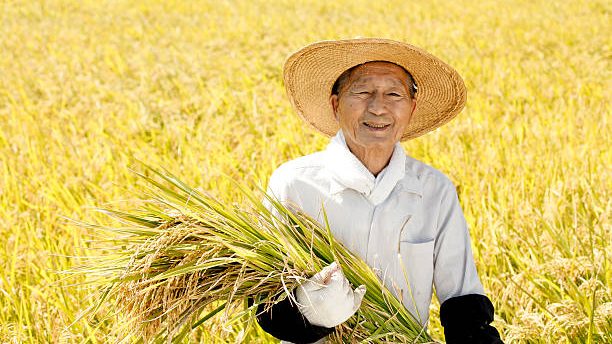 日本の米作農家